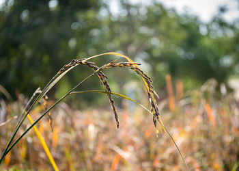 Close-up of plant growing on field