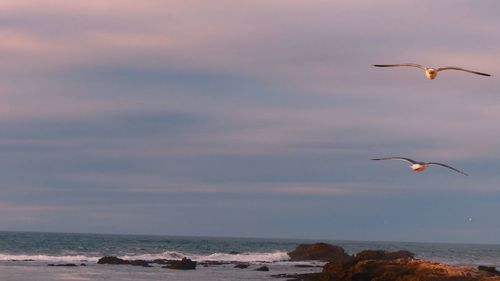 Seagull flying over sea against sky