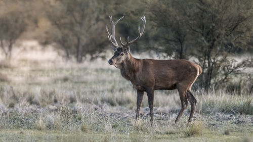 Deer standing on field