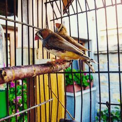 View of bird perching in cage