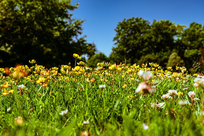 Close-up of yellow flowering plants on field