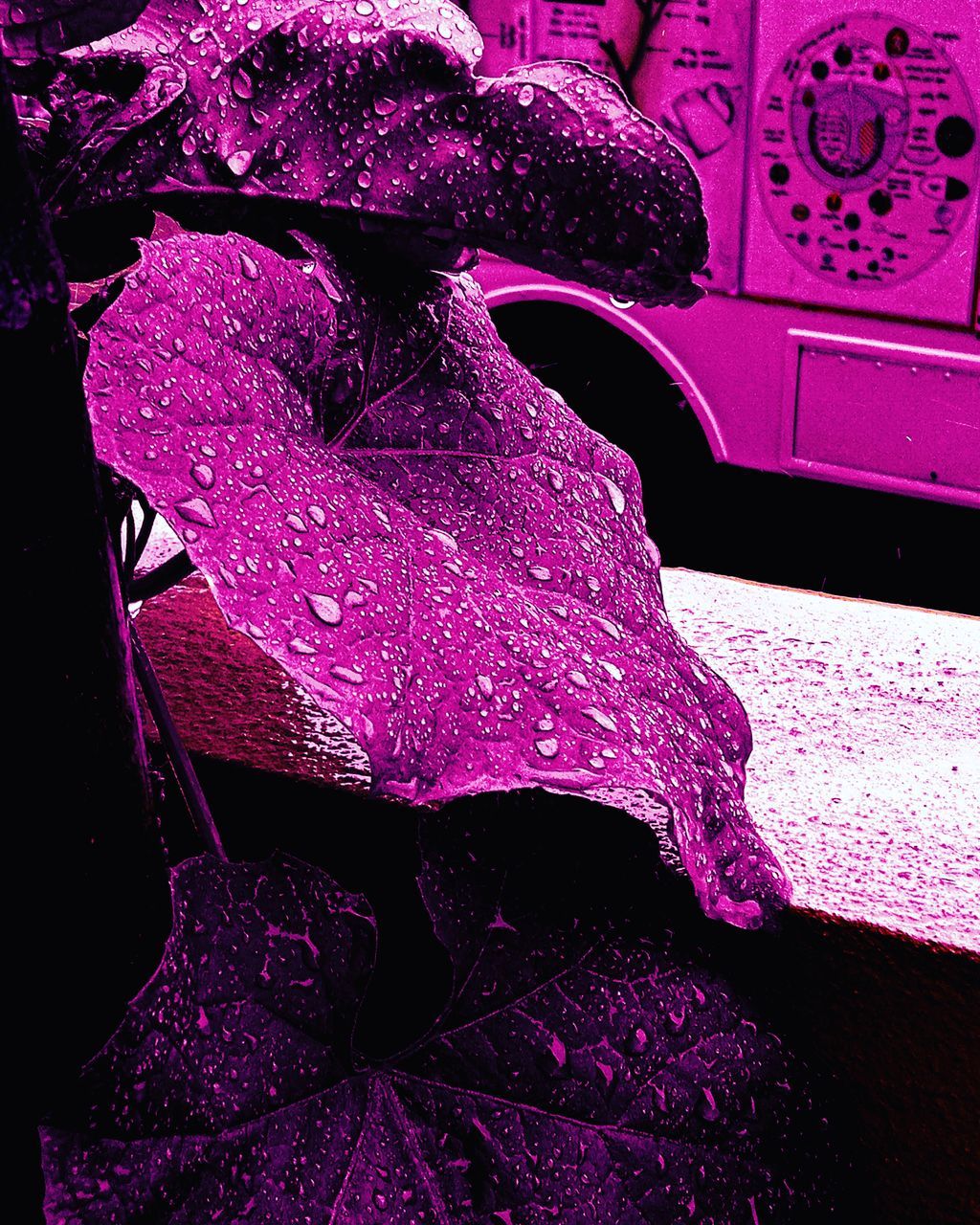 CLOSE-UP OF WET PINK RAINDROPS ON CAR