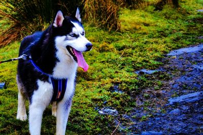 Dog on grass