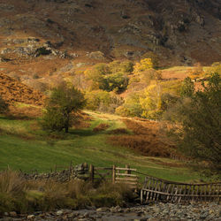 Scenic view of rural landscape