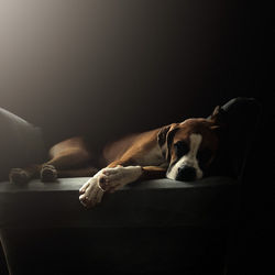dog