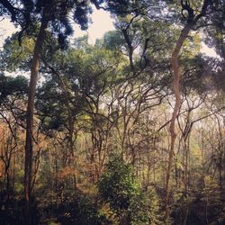 Low angle view of trees in forest