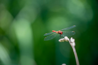 Close-up of insect on leaf