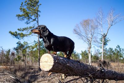 Horse on tree against clear sky