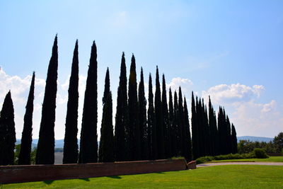 Panoramic shot of trees on field against sky