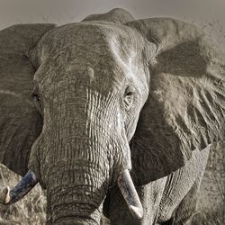 Close-up of elephant on land