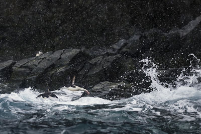 View of fish swimming in sea