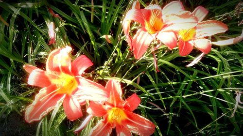 Close-up of pink flowers