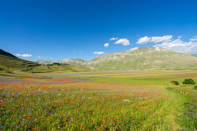 Castelluccio di norcia, flowering of lentils