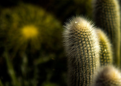 Close-up of cactus plant