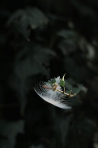 Close-up of flowers against blurred background