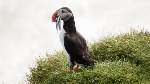 Close-up of a bird on field