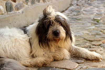 Portrait of dog sitting on footpath