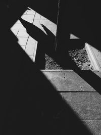 Shadow of tree on the wall