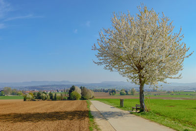 Tree on field against sky