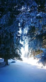 Trees against sky during winter