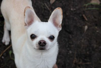 Portrait of dog