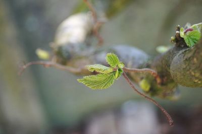 Close-up of plant growing outdoors