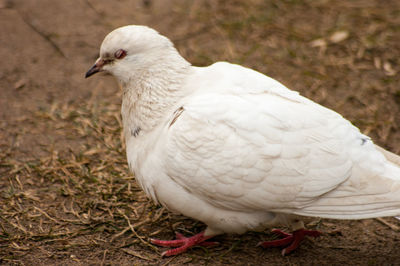 Close-up of white bird perching on ground