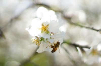 Close-up of white flowers