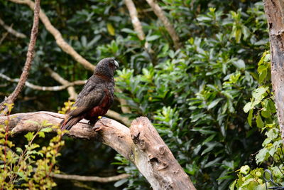 Bird perching on a tree