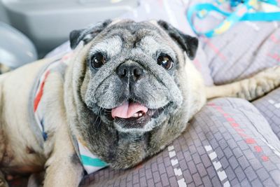 Close-up portrait of a dog resting