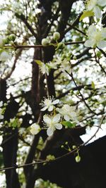 Close-up of blooming tree