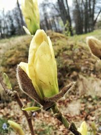 Close-up of yellow flower