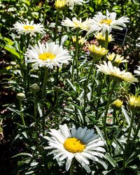 Close-up of white daisy flowers