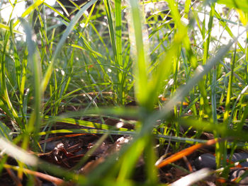 View of lizard on grass
