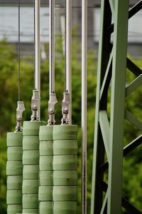 Close-up of bamboo plants on field