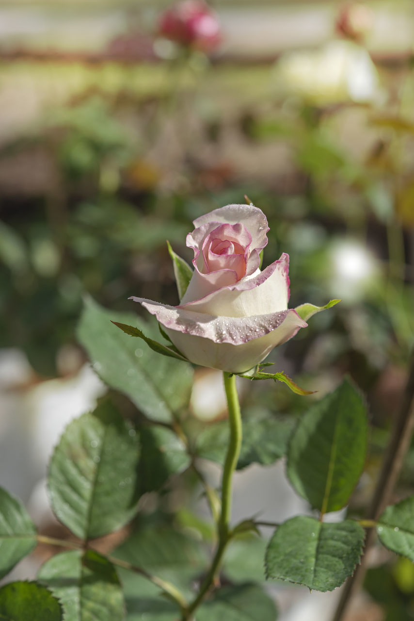 plant, flower, flowering plant, leaf, plant part, rose, beauty in nature, nature, freshness, petal, close-up, pink, flower head, blossom, growth, garden roses, fragility, inflorescence, no people, focus on foreground, outdoors, springtime, day, selective focus, rose - flower, green