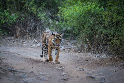 Cat walking on dirt road