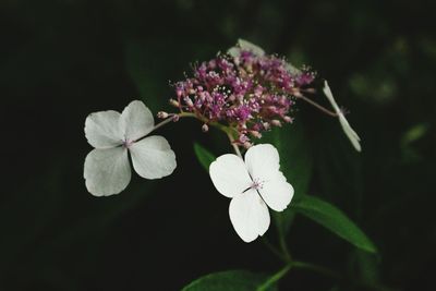 Close-up of pink flowers blooming in park