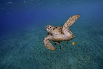 High angle view of starfish in sea