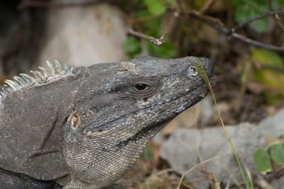 Close-up of lizard on land