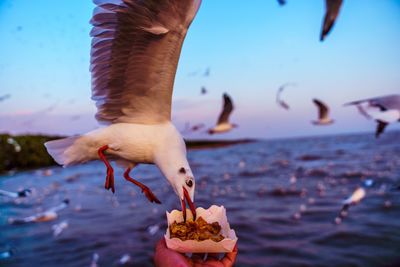 Close-up of seagull feeding