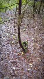 High angle view of tree trunk in forest