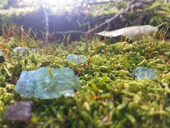 Close-up of moss on plant