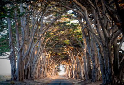 Pathway along trees in forest