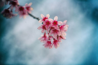 Close-up of pink cherry blossom