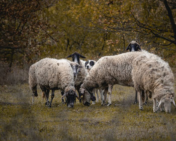 Sheep standing in a farm