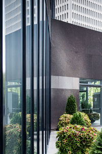 Potted plant on street by building