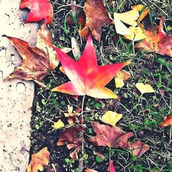 Close-up of maple leaves on ground