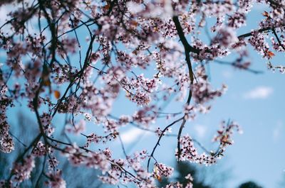 Low angle view of cherry blossom against sky