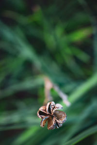 Close-up of insect on plant